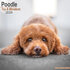 Poodle Toy & Miniature _