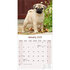 Mops_