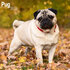 Mops_