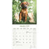 Rhodesian Ridgeback_