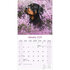 Rottweiler_