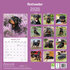 Rottweiler_