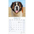 Saint Bernard_