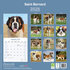 Saint Bernard_