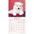 Samoyed_