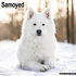 Samoyed_