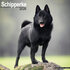 Schipperke_