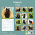 Schipperke_