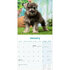 Miniature Schnauzer_
