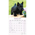 Scottish Terrier_