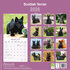 Scottish Terrier_