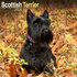 Scottish Terrier_
