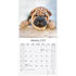 Shar Pei_