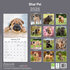 Shar Pei_