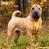Shar Pei_