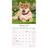 Shiba Inu_