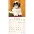 Shih Tzu_