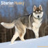 Siberian Husky_