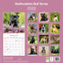 Staffordshire Bull Terrier_