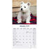 West Highland White Terrier_