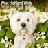 West Highland White Terrier_