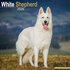 White Shepherd_