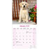 Yellow Labrador Retriever_