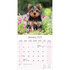 Yorkshire Terrier_
