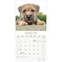 Border terrier_