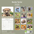 Border terrier_