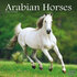 Arabian Horses_