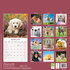 Baby Animals_