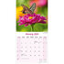 Butterflies_