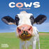 Cows_
