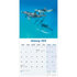 Dolphins_