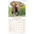 Elephants_
