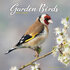 Garden Birds_