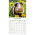 Guinea Pigs_