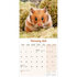 Hamsters_