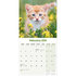 Kittens_