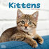 Kittens_