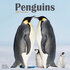 Penguins_