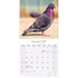 Pigeons_