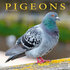 Pigeons_