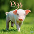 Pigs_
