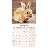 Rabbits_