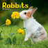 Rabbits_