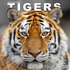 Tigers_