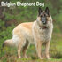 Belgian Sheperd_