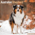 Australian Shepherd_